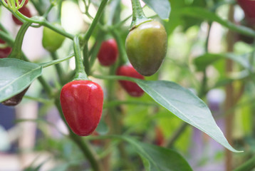 Group fresh red bell peppers on plant organic vegetable growing in chilli tree garden for ingredient cooking,sweet peppers,paprika,green peppers.