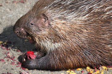 Porcupine eating beetroot outside in the paddock.