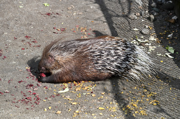 Porcupine eating beetroot outside in the paddock.