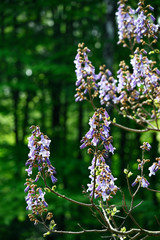 Purple bell-shaped flowers on tree.