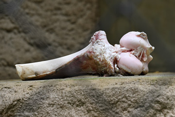 Detail of a bone joint lying on a stone lying behind bars.