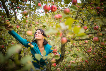 Cute young woman picking apples in an orchard having fun harvesting the ripe fruits of her family's labour(color toned image)