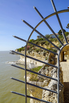 troglodyte de r&eacute;gulus