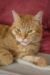 Eine rote Katze liegt entspannt auf einem Sofa