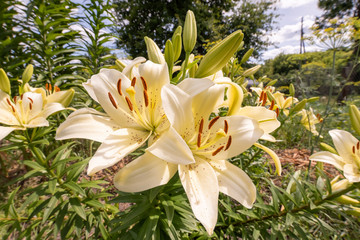 Obraz premium flowers of yellow Lily close-up