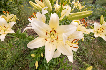 flowers of yellow Lily close-up