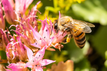 honey bee with pollen on the legs of a flower