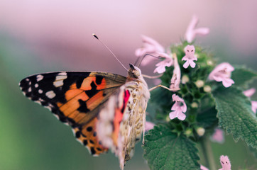Flower of the Meadow and butterfly in summer in nature macro. Beautiful summer meadow, inspiration nature. A painted lady butterfly drinking nectar from pink flower. Butterfly on the flower close-up