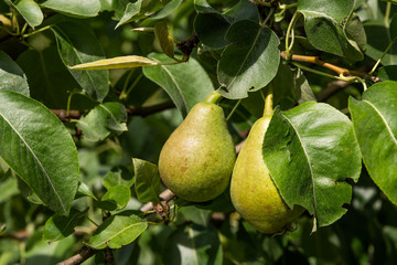 Green pears with the green background.