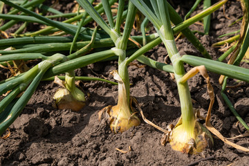 onion plantation in the vegetable garden agriculture