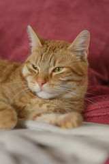 Fototapeta na wymiar Eine rote Katze liegt entspannt auf einem Sofa