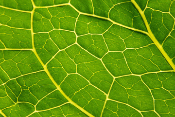Green leaf Armoracia close-up, texture Leaf Horseradish close up. Macro. Armoracia rusticana. Armoracia.