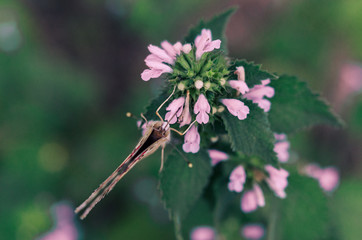 Flower of the Meadow and butterfly in summer in nature macro. Beautiful summer meadow, inspiration nature. A painted lady butterfly drinking nectar from pink flower. Butterfly on the flower close-up