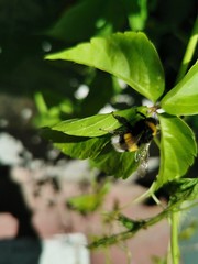 giant bee on leaf close up