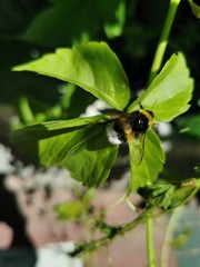 giant bee on leaf close up