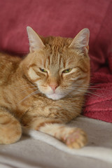 Eine rote Katze liegt entspannt auf einem Sofa