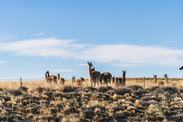 Cute group of guanaco wild nature animal with golden yellow grass in autumn, south Patagonia, Chile and Argentina, most iconic beautiful tourism place