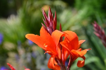 Canna (Canna indica)