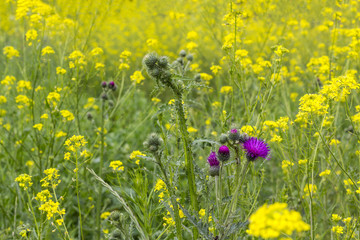 Obraz premium Field of yellow wild flowers outdoors in summer sunny day.