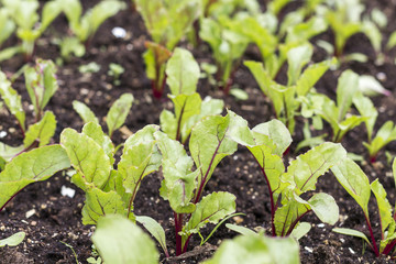 Young beet sprouts. Beetroot growing in the garden sprouts.