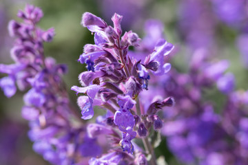 lavender close up