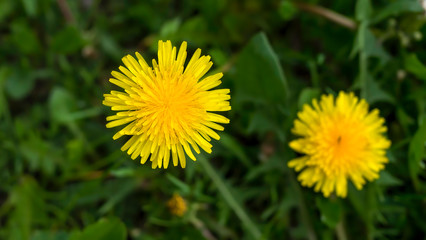 Yellow flower from dandelion plant on the park.
