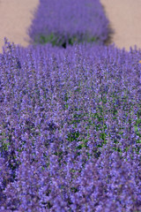 Fototapeta na wymiar field of lavender
