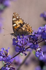 butterfly on flower