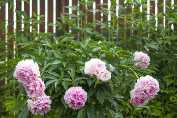 Blooming bush pink peonyies in the summer garden.