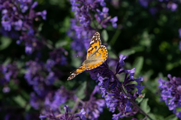 butterfly on flower