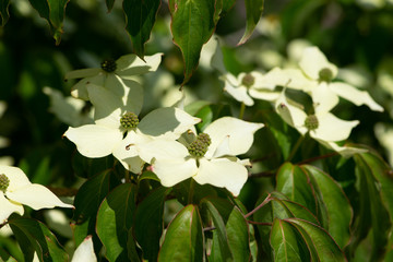 white flowers in the garden