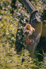Monkey on a tree