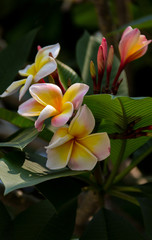 Temple tree, Pagoda tree, Frangipani  blooming on a tree.