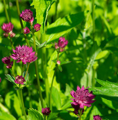 pink flowers in the garden