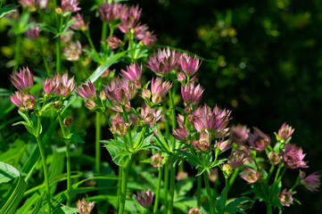 Obraz premium pink flowers in the garden