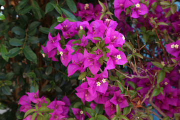 Magenta bougainvillea flowers. Bougainvillea flowers as a background.