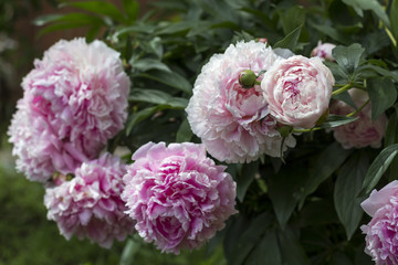 Obraz na płótnie Canvas Blooming bush pink peonyies in the summer garden.