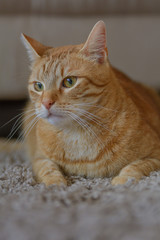 Eine rote Katze schaut aufmerksam