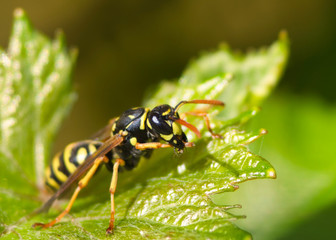 Wespe