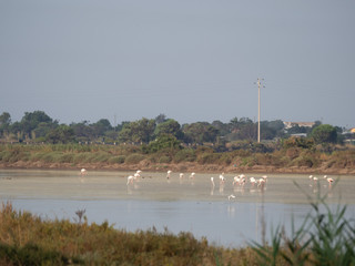 Shot of the Granelli natural protected reserve in the southern Sicily, Italy. The shot is take during a summer day