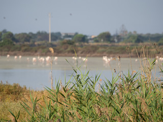 Shot of the Granelli natural protected reserve in the southern Sicily, Italy. The shot is take during a summer day