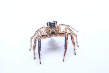 Orange-black spider on a white background. Selective focus of the little spider isolate on whith background.