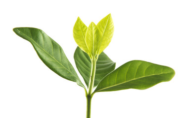 Sapling leaves on white background.