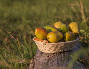 ripe pears, fruit, rustic, green