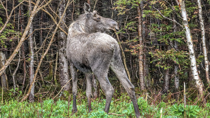 Newfoundland, Canada