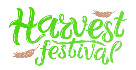 Vector illustration of Harvest festival text decorated with ears of wheat. Hand drawn lettering for harvest festival. Isolated autumn card, poster or banner template with calligraphic text.