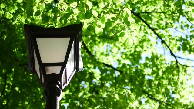 Street lamp on a background of green leaves and trees in the park