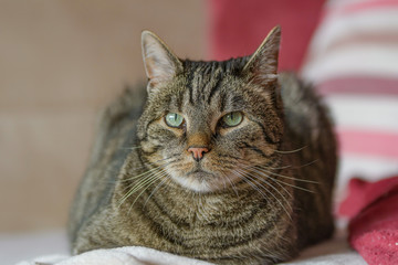 Eine grau getigerte Katze liegt auf einem Sofa