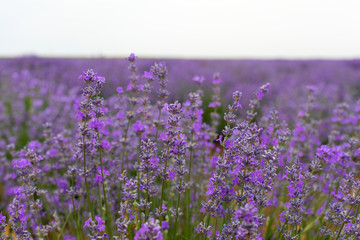 Lavender field on summer