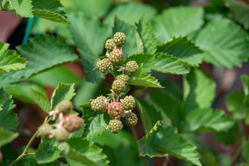Young fruits of blackberry fruit, on the branch